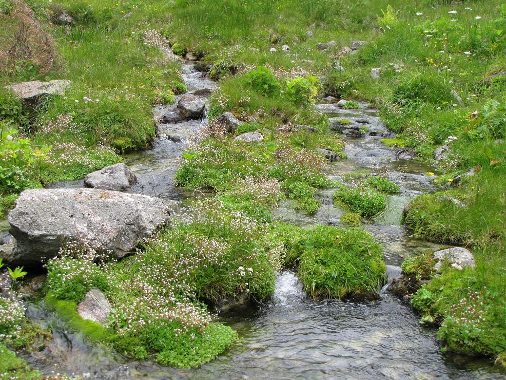 Micranthes engleri (=Saxifraga stellaris) / Sassifraga stellata